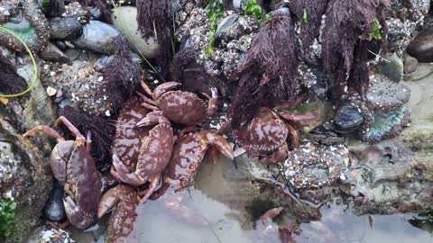 Angry crabs 🦀 tide pools fighting