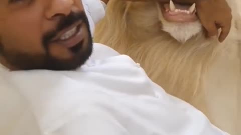 Dubai sheikh with lion shorts