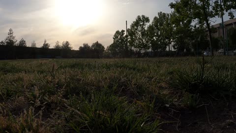 Rocky The Belgian Malinois Puppy Learning to Fetch the Ball