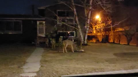 Being hungry deers try to eat bird food in front yard of the resident's house