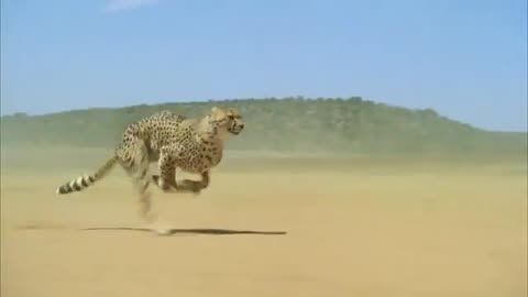 Cheetah speed