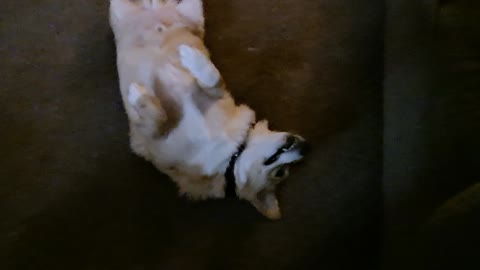 Corgi is goofy