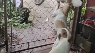Clever Canine Climbs Fence