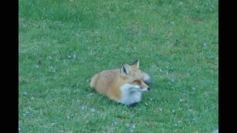 Backyard Fox o