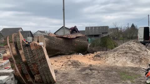 Man vs 300 years old oak