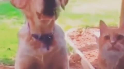 Funny dogs Reaction 😂 #shorts #viral #funny #cute #dog #funnydogs #foryou #fyp