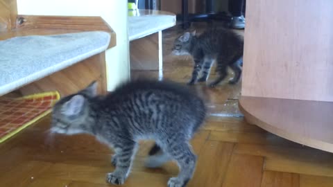 Funny kitten scared of his mirror reflection