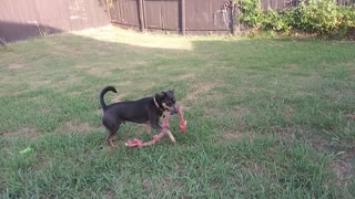 My Rope - Texan Dog