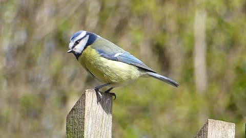 Beautiful Blue Tit1