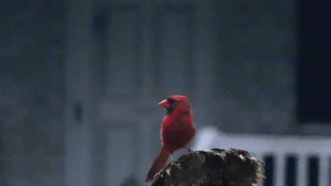 Lovely Red Bird -Cardinal eating sunflower seeds