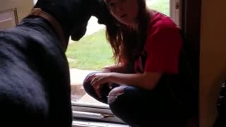 Great dane arguing with teenager