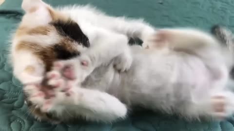 Cute cats fun video 😺😺😺