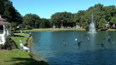 White Ibis Flock Flying FYV