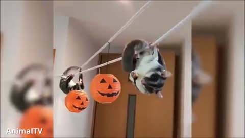 Animal sugar gliders flying , funny and cute compliation