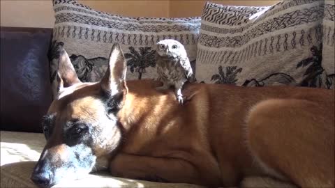 Adorable baby owl casually hangs out on top of dog