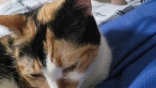 My Calico and I relaxing