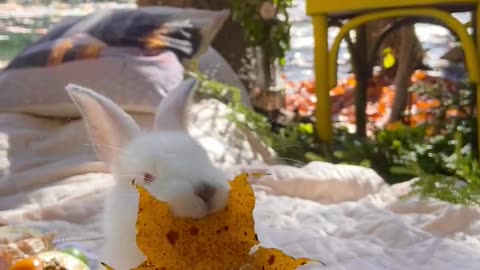Video of a bunny chewing a leaf,,,