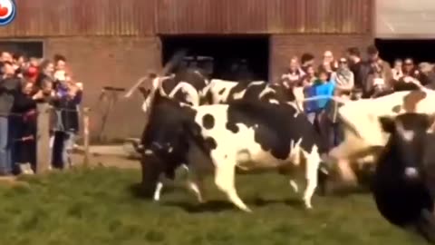 Cows see grass for the first time in 6 months