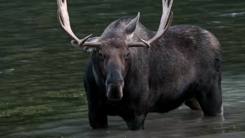 A moment with a moose