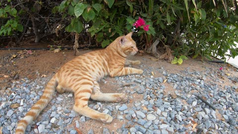 CHRIS MARTIN - Homeless cat in Ras Al Khaimah, UAE #cat #cats #ChrisMartin #emirates #ae #UAE #food