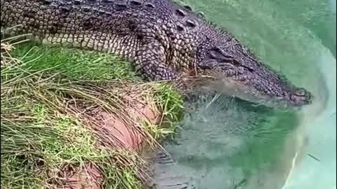 Does the crocodile give you a creepy feeling