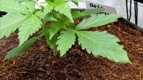 Week 1 Growing Boss Battle & Jehovah's Witness. genetics by @Speedrunseeds