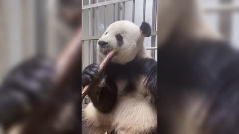 The giant panda is a unique species! The giant panda is now a national treasure of China