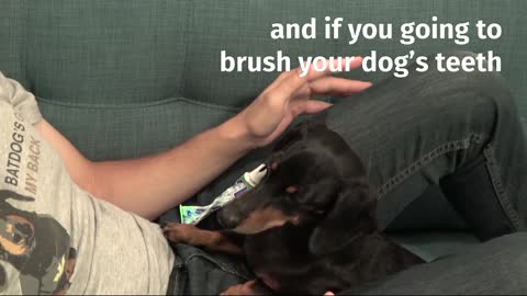 How to Brush Your Dog's Teeth with Crusoe the Dachshund