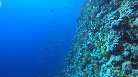 Red Sea SCUBA Diving - Aquarium swimming