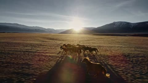 Horses running free in meadow with snow capped mountain backdrop