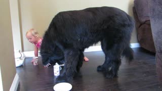 Toddler and giant Newfoundland have a tea party