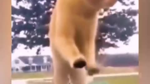 Laugh Out Loud with These Hilarious Cats Caught on Camera 🤣🤣🐈🎥