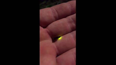 The luminous insect.