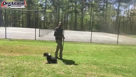 6 Month Old English Bulldog _Koda_ Before_After Video _ Georgia Dog Trainers (Part 1)