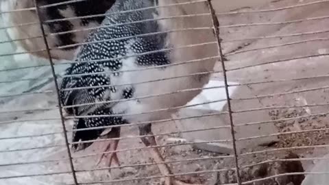 Beautiful Bird (Guinea Fowl). 😍😍😍