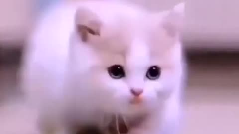 Funny cat video # Cute Cat