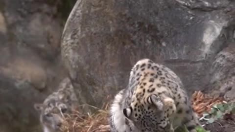 Snow leopard