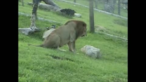 Lion has priceless reaction after touching grass for first time