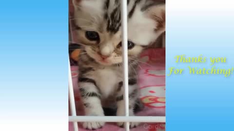 Cute Pets And Funny Animals Compilation