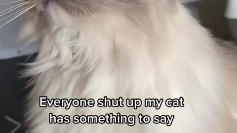 Everyone shut up my cat has something to say