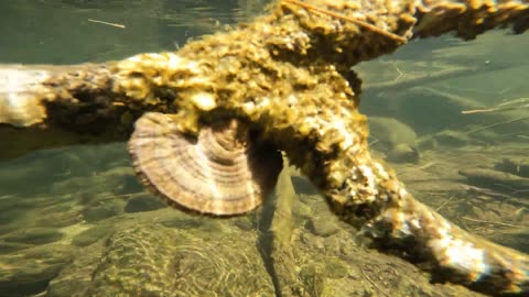 Underwater Mushroom