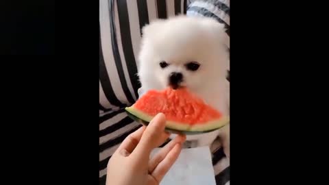 cute pets funny video