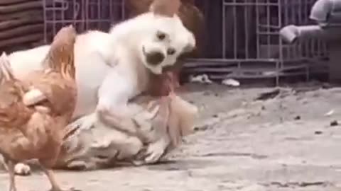 Fighting Cock VS Wise Dog