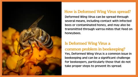 What is Deformed Wing Virus?