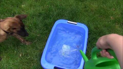 Puppy likes playing with water
