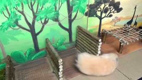 Hamster takes on the Military Obstacle Course!