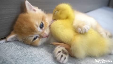 Kitten and little duck --