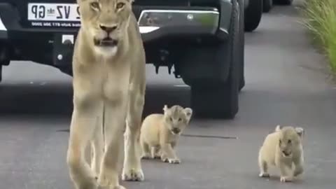 A mother care her children cute video 🥰🥰