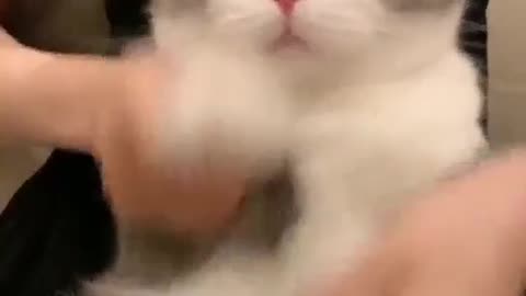 funny cats