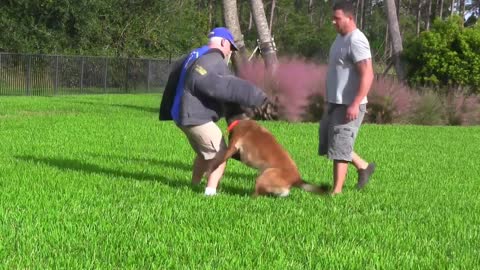 dog training for guard dogs